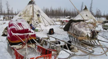 Herding reindeer Herding reindeer