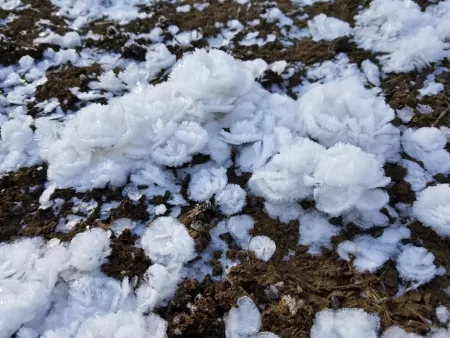 Hoar frost shaped like flowers Hoar frost shaped like flowers
